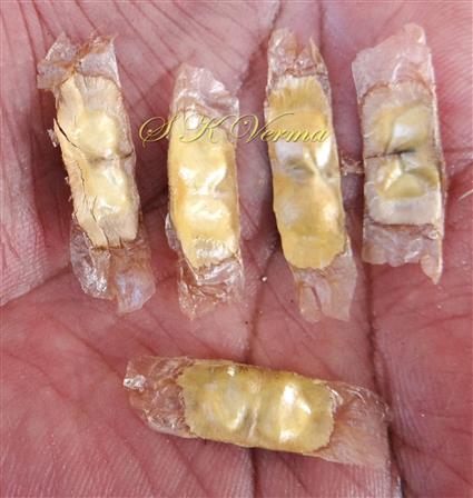  Seeds